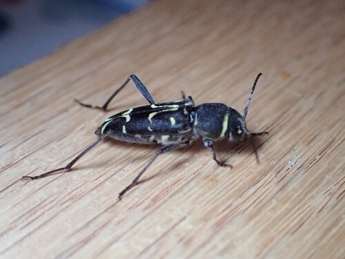 Spruce Zebra Beetle