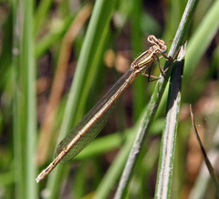 Platycnemis kervillei