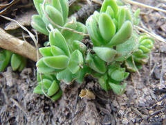 Sedum ebracteatum