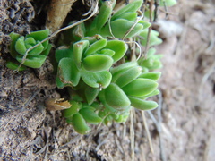 Sedum ebracteatum
