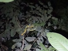 Gonyosoma margaritatum