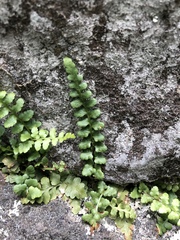 Asplenium bradleyi