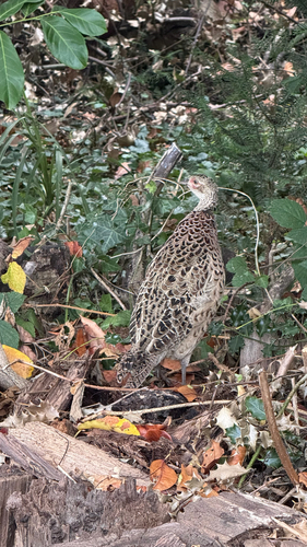 Ring-necked Pheasant observed by maria_237