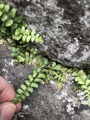 Asplenium bradleyi