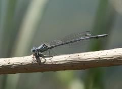 Platycnemis kervillei