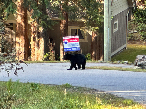Black Bear sighting near Lee Rd