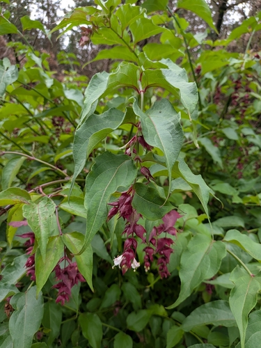 Himalayan honeysuckle
