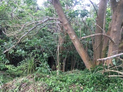 Erythrina ×sykesii