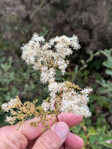 Meadowsweet