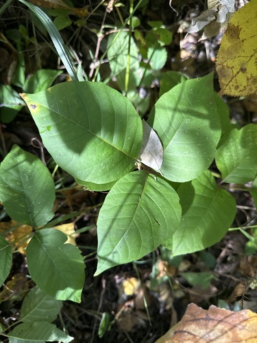 western poison ivy