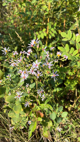 Lindley's Aster