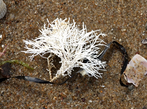 Common Coralline