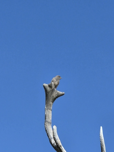 Black Redstart