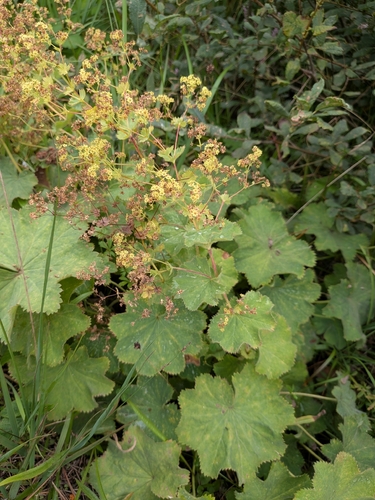 Garden Lady's-mantle