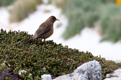 Turdus falcklandii falcklandii