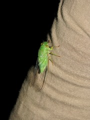 Dundubia