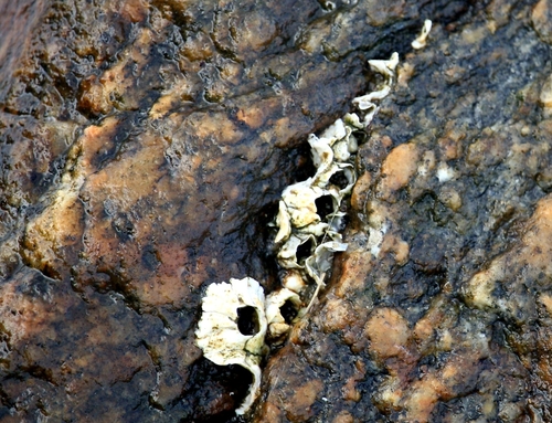 Northern Acorn Barnacle
