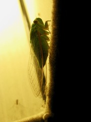 Dundubia