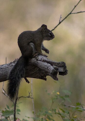 Fremont's Squirrel observed by iodiyus