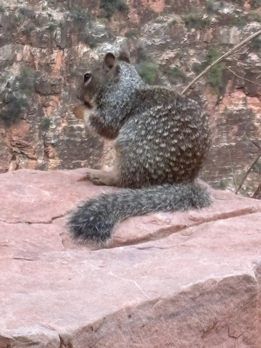 Rock Squirrel observed by stevevilter