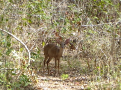 Odocoileus pandora