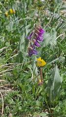 Hedysarum hedysaroides, photograph (c) Claude Kolwelter, some rights reserved (CC BY)