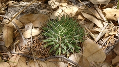 Mammillaria decipiens