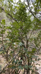 Rhus pachyrrhachis