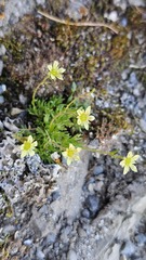 Saxifraga moschata, photograph (c) Claude Kolwelter, some rights reserved (CC BY)