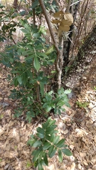 Rhus pachyrrhachis