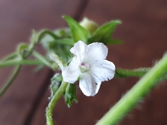Ipomoea plebeia