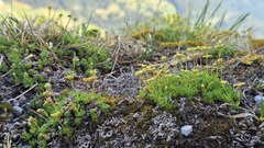 Saxifraga moschata, photograph (c) Claude Kolwelter, some rights reserved (CC BY)