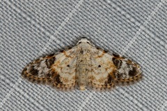 Araeopteron epiphracta