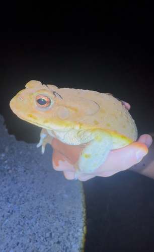 Sonoran Desert Toad