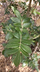Rhus pachyrrhachis
