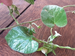 Ipomoea plebeia