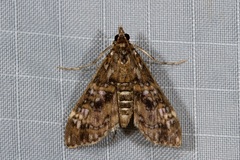Sameodes iolealis