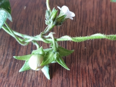 Ipomoea plebeia