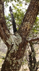 Rhus pachyrrhachis