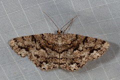 Hypomecis externaria