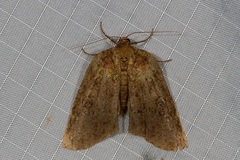 Lyelliana phaeochlora