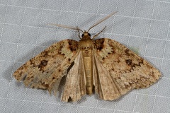 Lyelliana phaeochlora