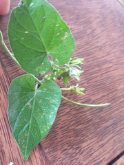 Ipomoea plebeia