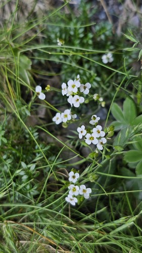 Hornungia alpina, photograph 4