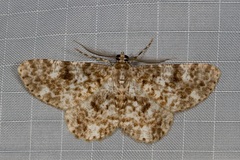 Thallogama corticola