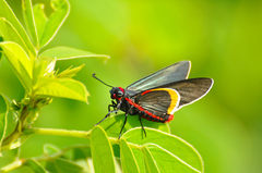 Mysoria barcastus
