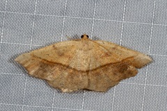 Planolocha obliquata