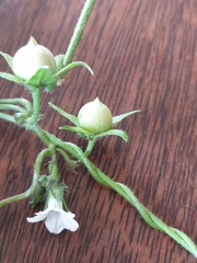 Ipomoea plebeia