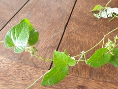 Ipomoea plebeia