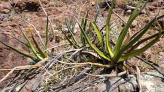 Agave albomarginata